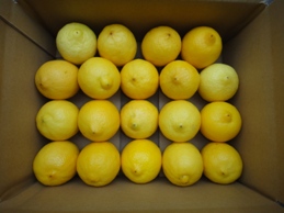 画像1: 無農薬フルーツレモン：小ぶりちゃん