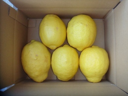 画像1: びっくり超特大無農薬フルーツレモン
