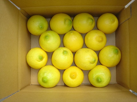 画像1: 無農薬フルーツレモン