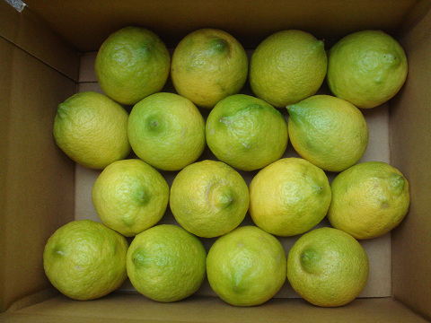 画像1: 季節はずれの無農薬レモン